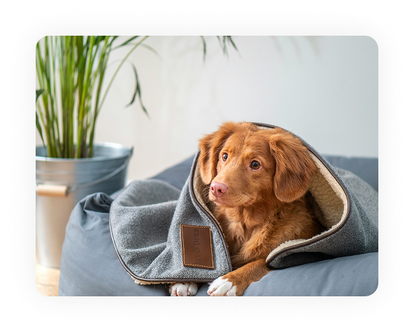 Pet Vaccination